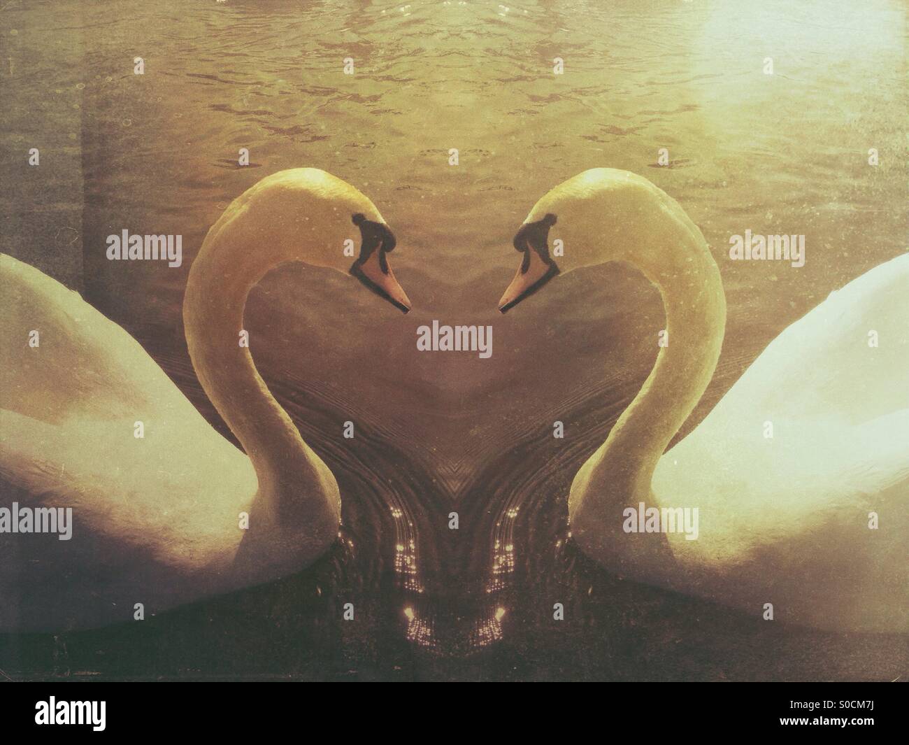 Symmetrical photo of a swan making a love heart shape with their necks - Smartphone Captured Stock Image