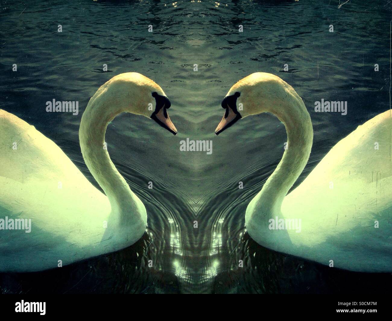 Symmetrical photo of a swan making a love heart shape with their necks - Smartphone Captured Stock Image