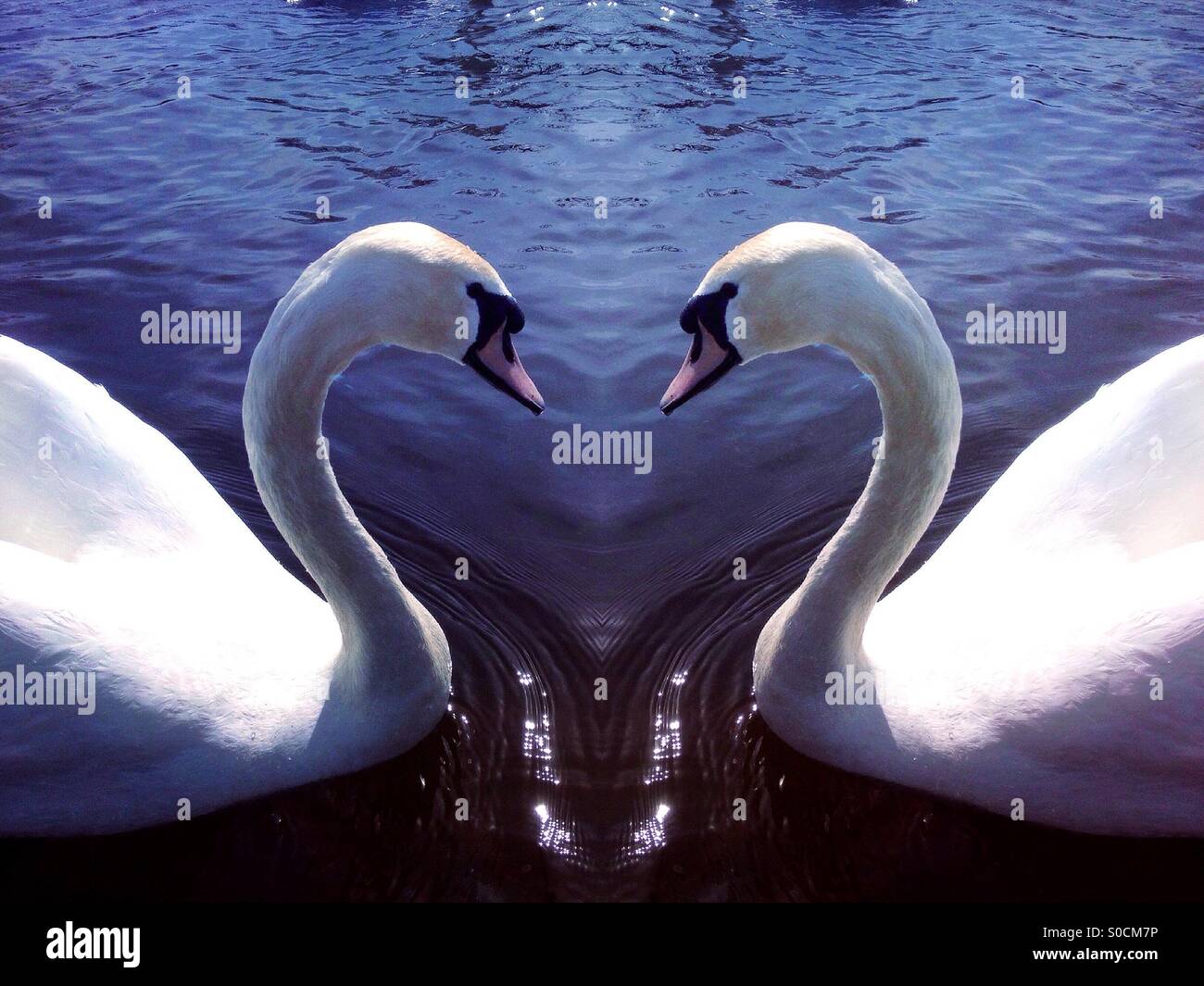 Symmetrical photo of a swan making a love heart shape with their necks - Smartphone Captured Stock Image
