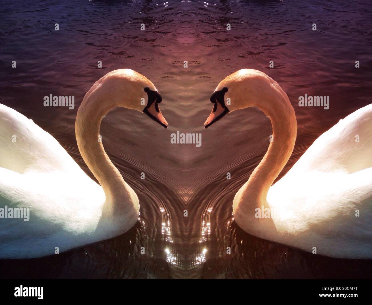 Symmetrical photo of a swan making a love heart shape with their necks - Smartphone Captured Stock Image