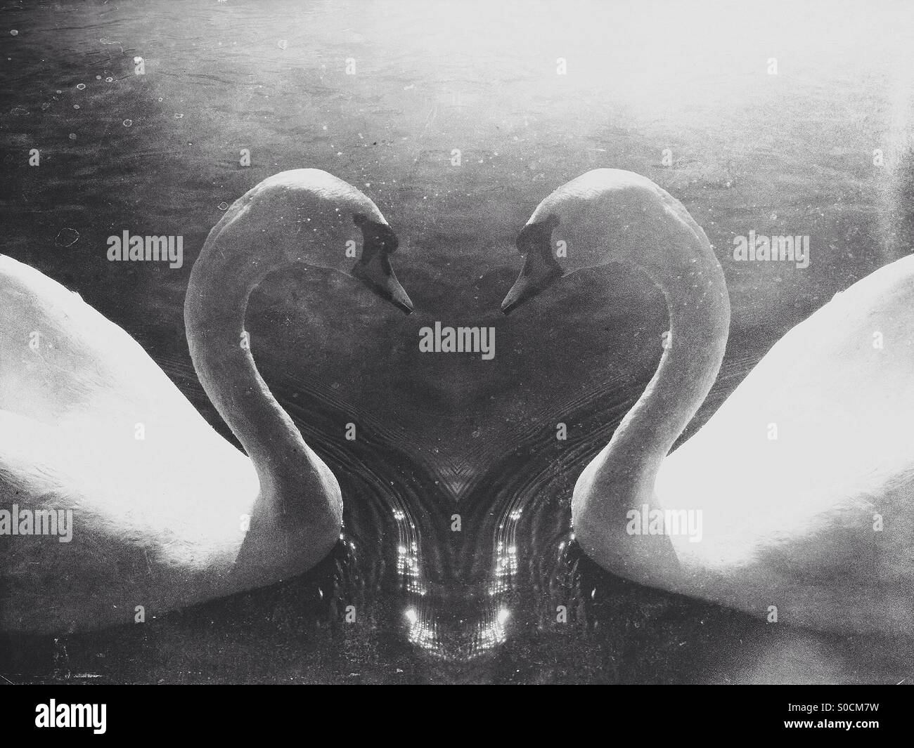 Symmetrical photo of a swan making a love heart shape with their necks - Smartphone Captured Stock Image
