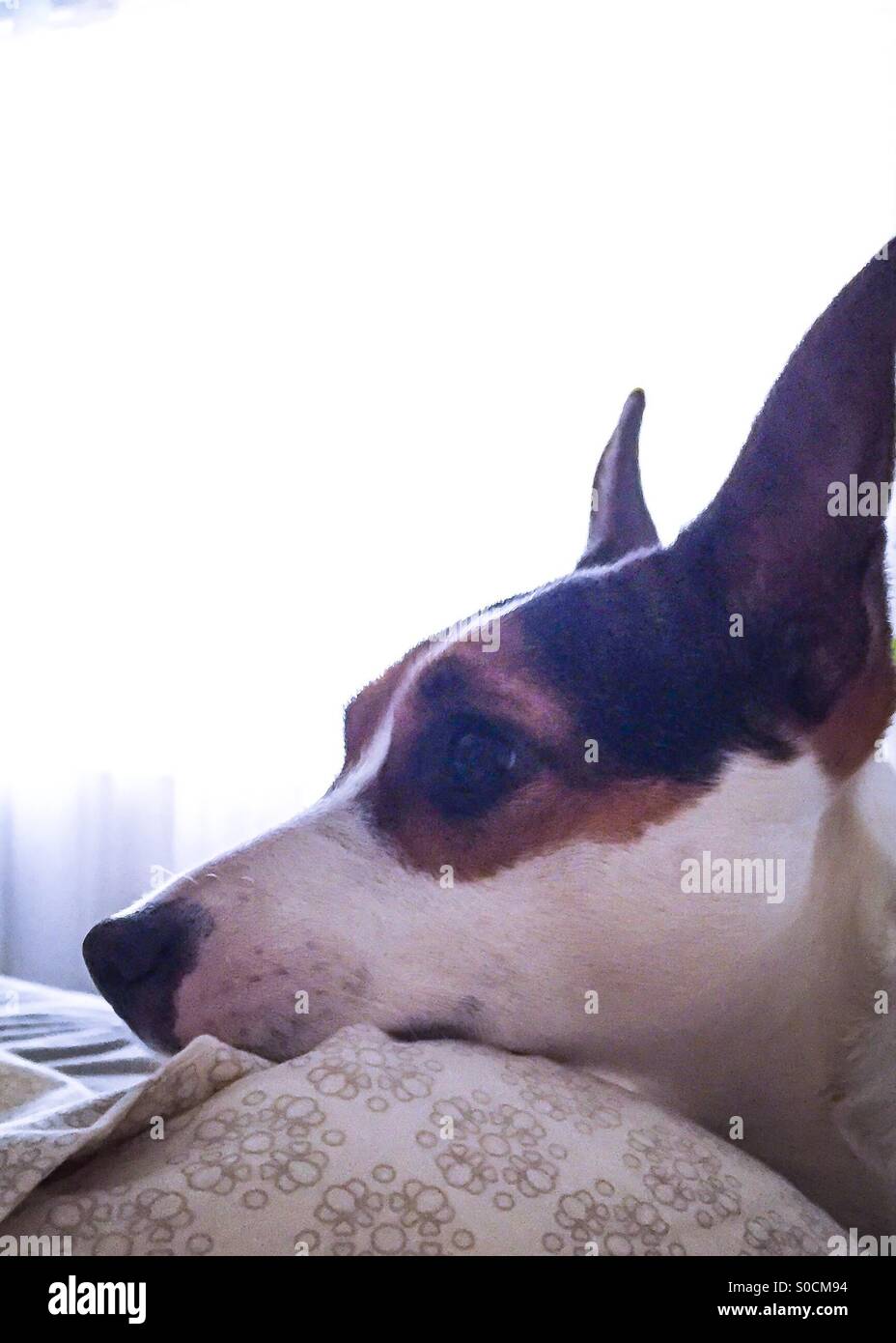 Face of a dog lying in bed. - Smartphone Captured Stock Image