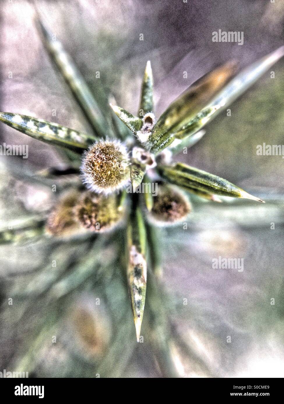 Gorse flower buds - Smartphone Captured Stock Image