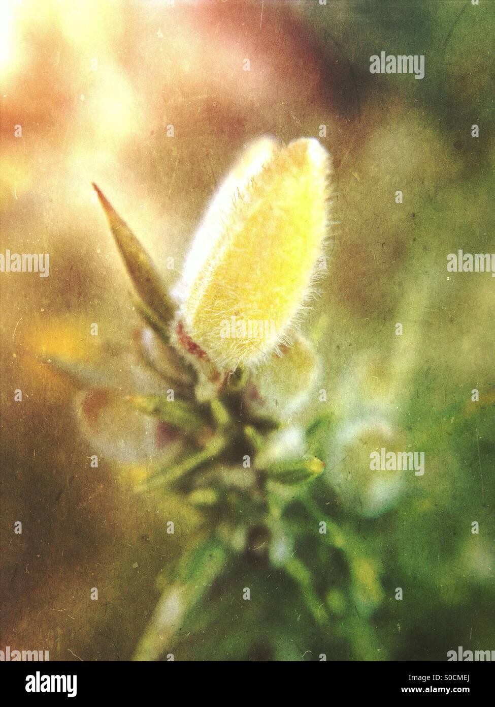 Gorse flower bud - Smartphone Captured Stock Image