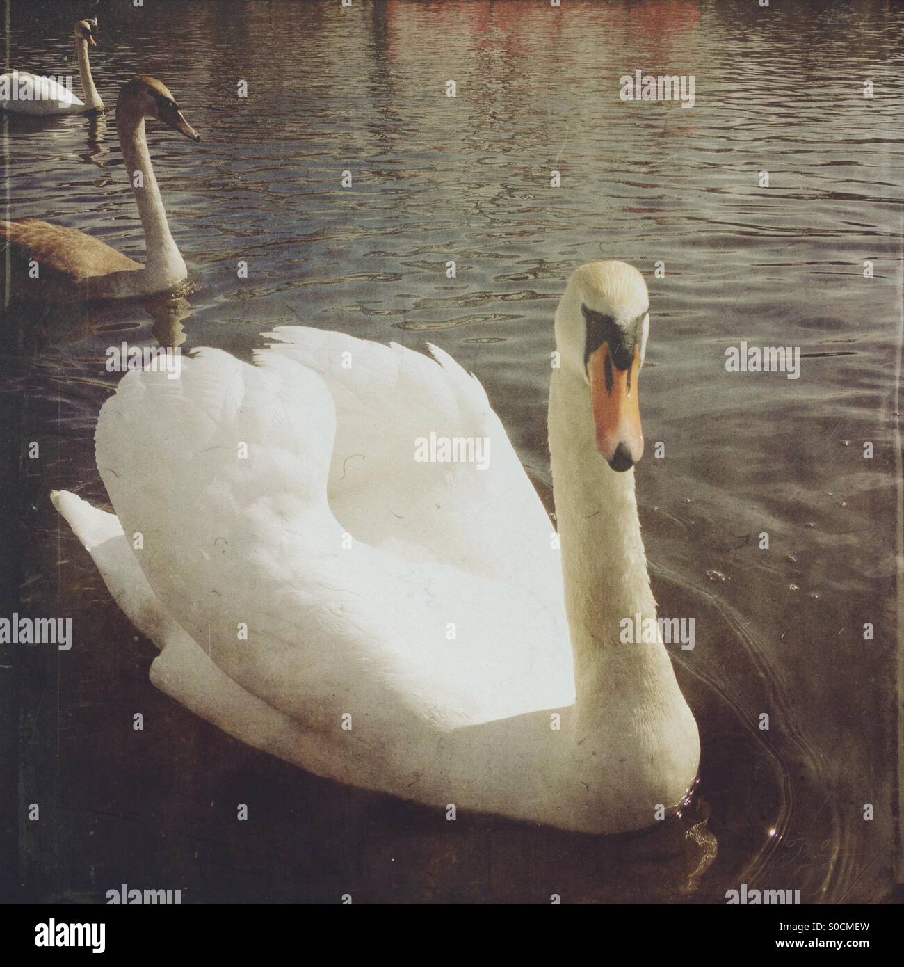 Swan on a river - Smartphone Captured Stock Image
