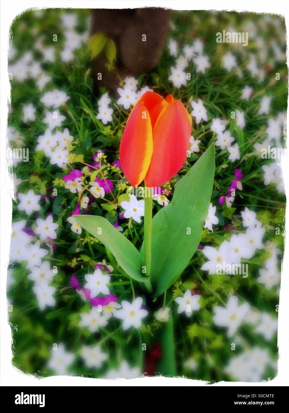 Pretty tulip in graduated tones of deep pink, orange and yellow among a field of green grass, purple pansies and white starflowers in Spring, with blurred edges and painterly white frame. Stock Photo