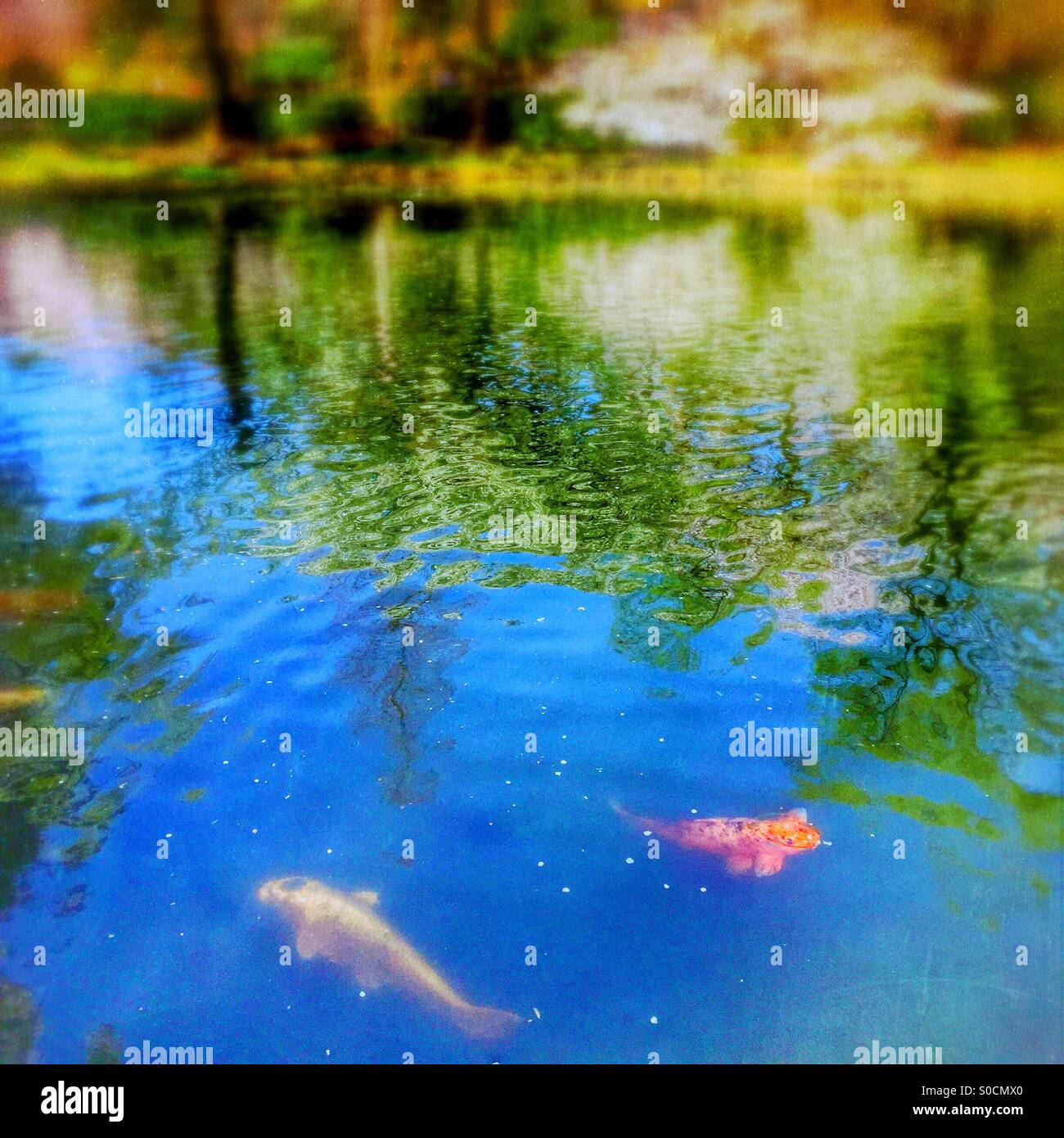 Yellow and orange Japanese koi fish swimming in pond with cherry blossom petals scattered on water surface. Willow and cherry trees reflected on water. Blur and vintage paper texture overlay. Stock Photo