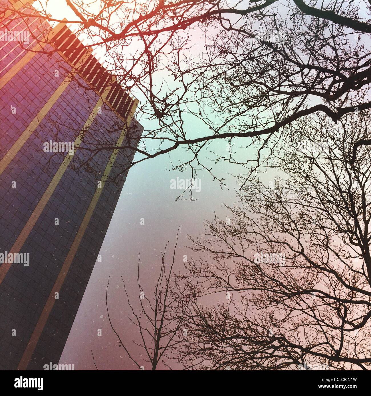 Tree branches reaching out towards an office building - Smartphone Captured Stock Image