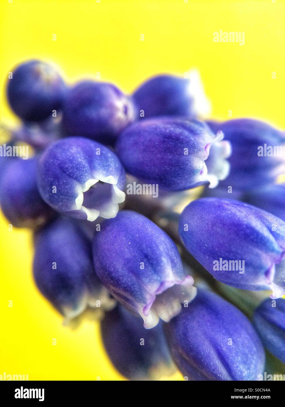Close up macro photo of a blue Grape Hyacinth flower, also known as Muscari Armeniacum against a yellow background. Stock Photo