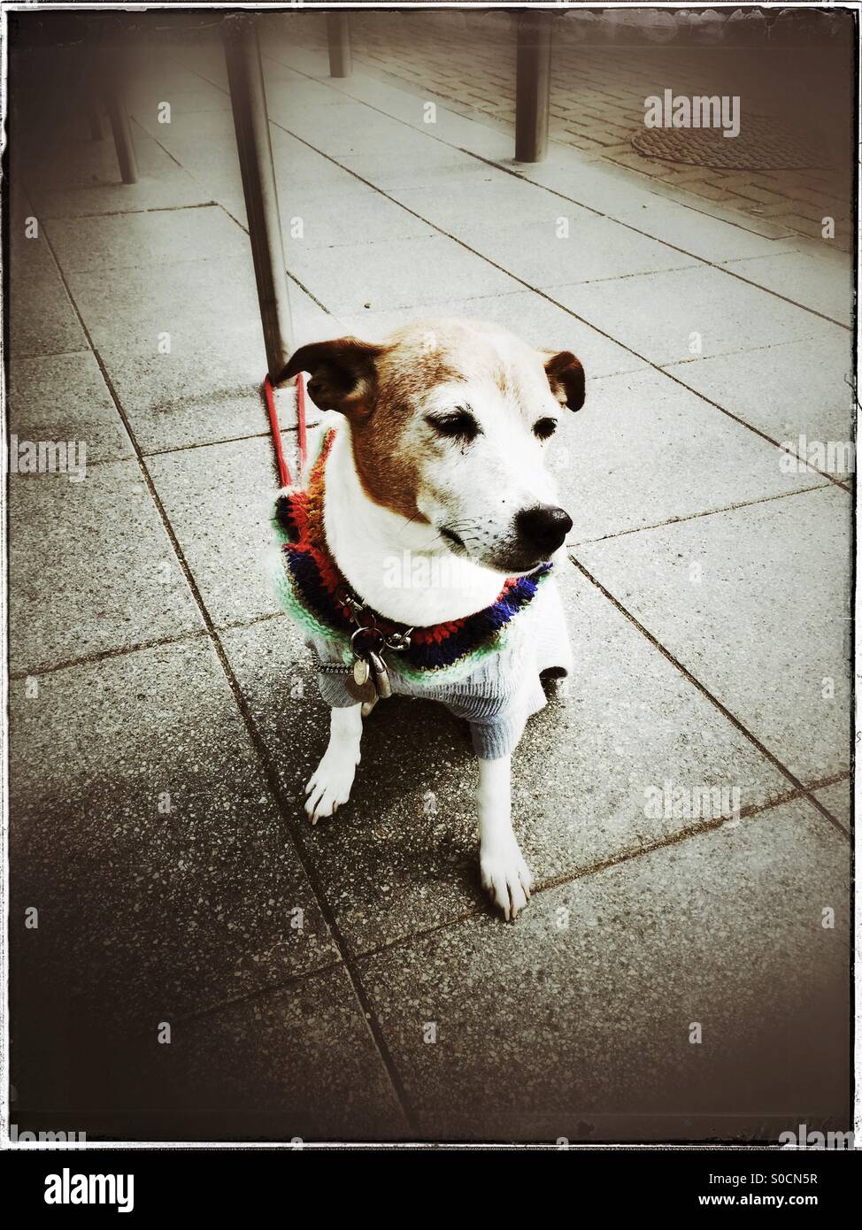 Dog on harness Stock Photo - Alamy