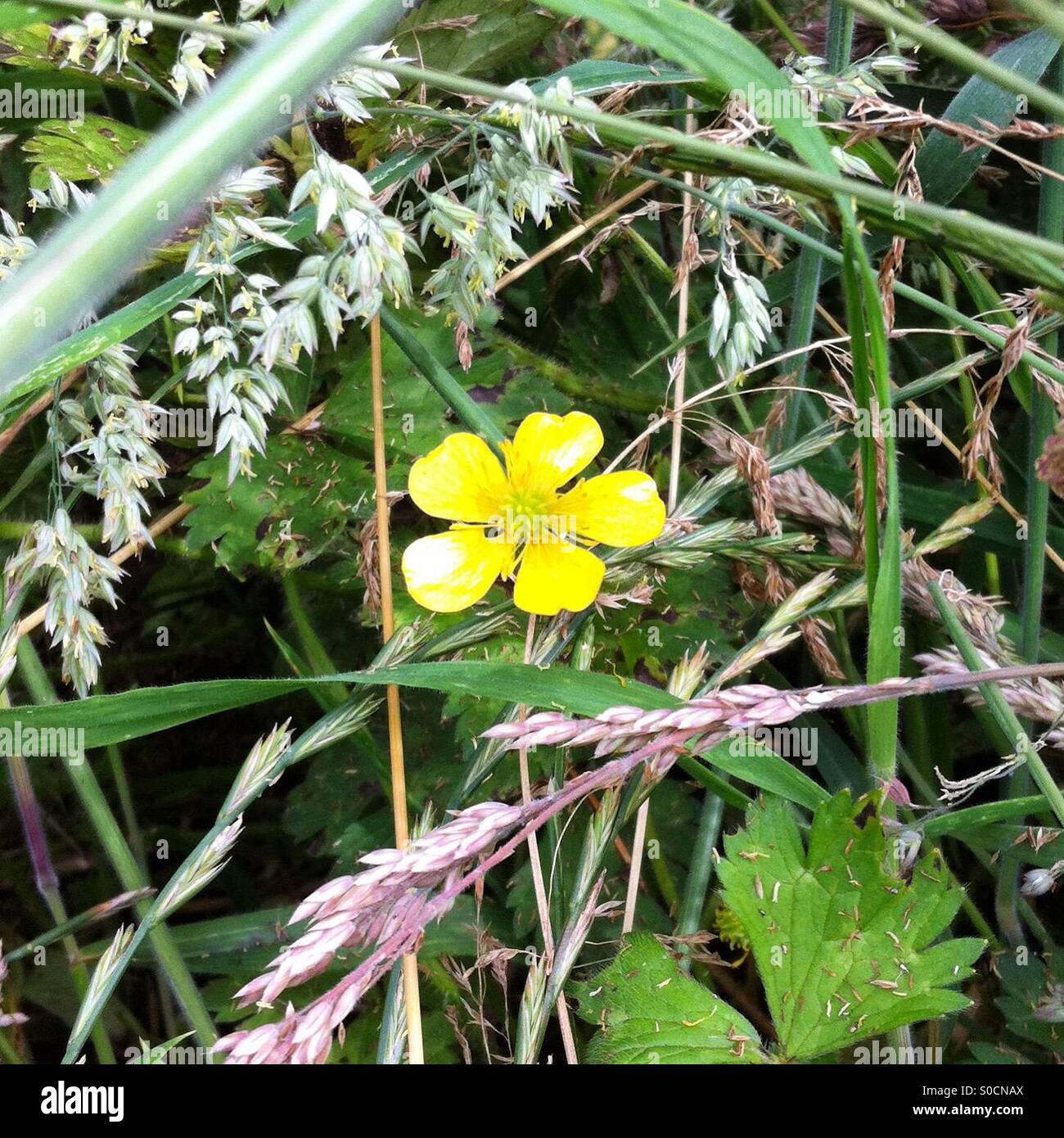 la-petite-fleur-stock-photo-alamy