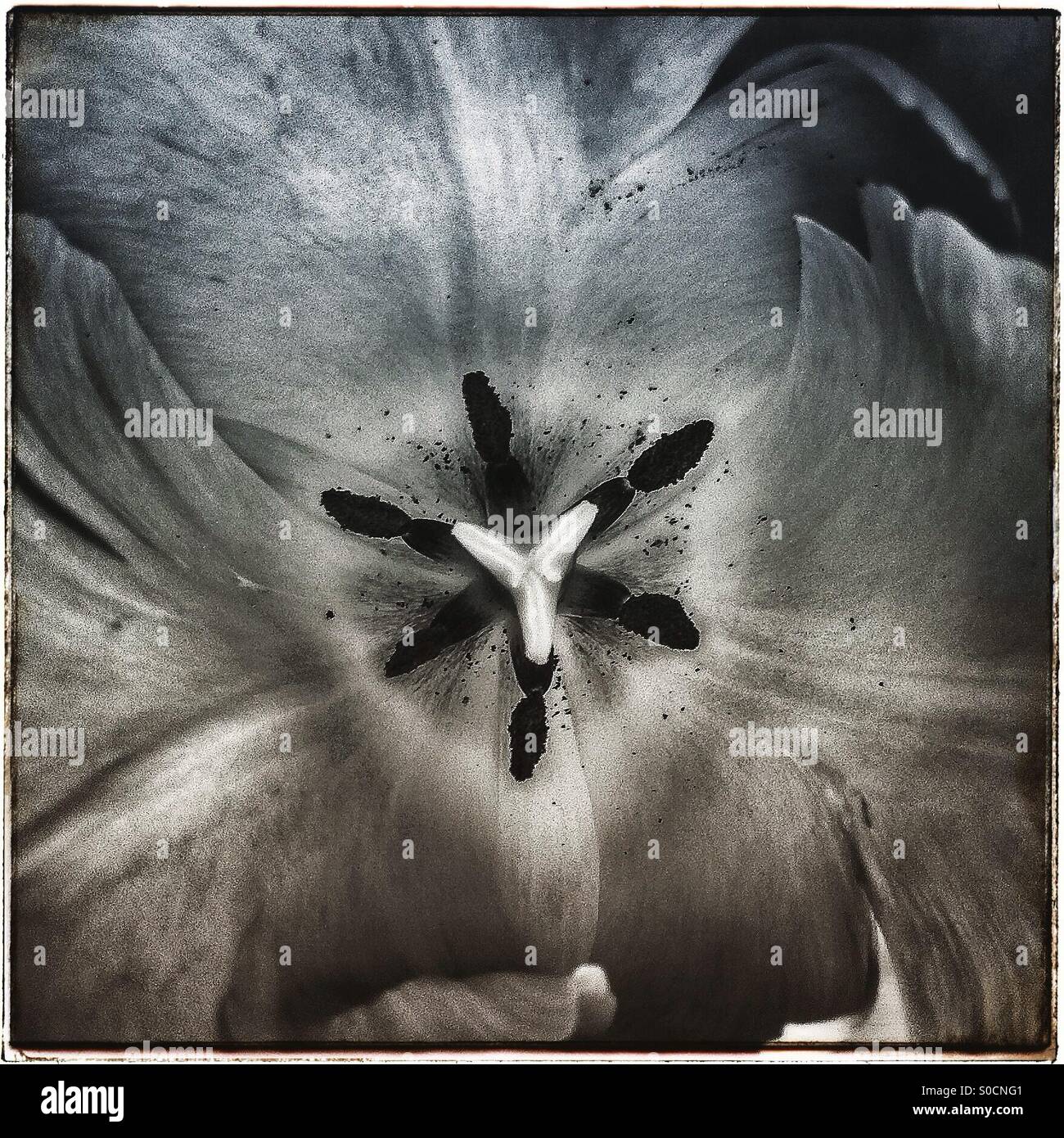 Close up of an open tulip - Smartphone Captured Stock Image