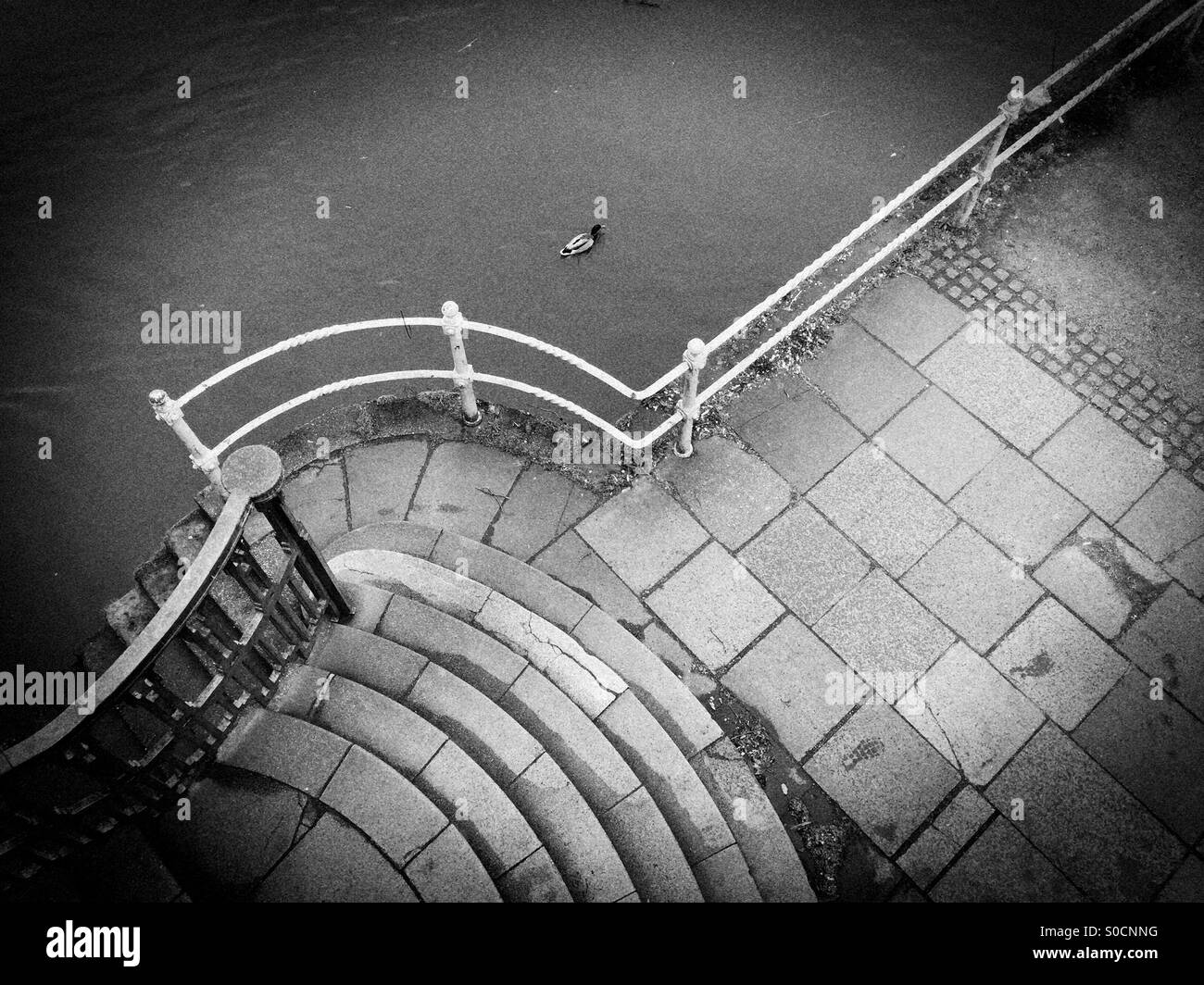 Duck - Smartphone Captured Stock Image