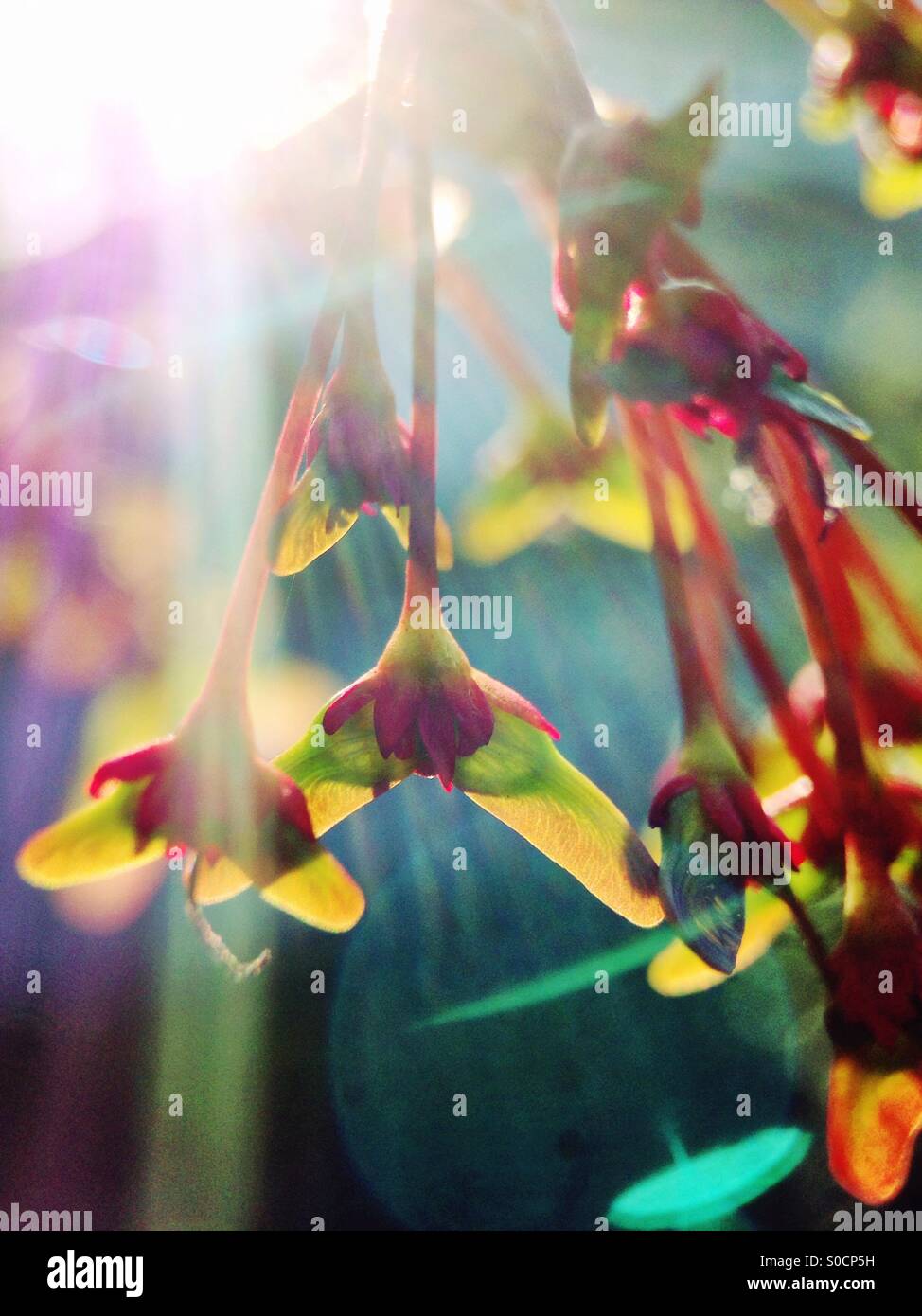 Maple tree seeds - Smartphone Captured Stock Image