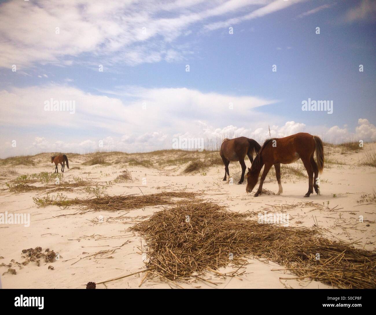 Horses roaming the beach on Cumberland Island National Seashore. Stock Photo