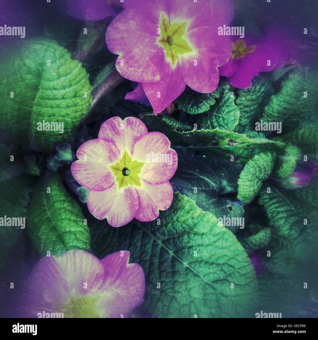 Violet plant with flower - Smartphone Captured Stock Image