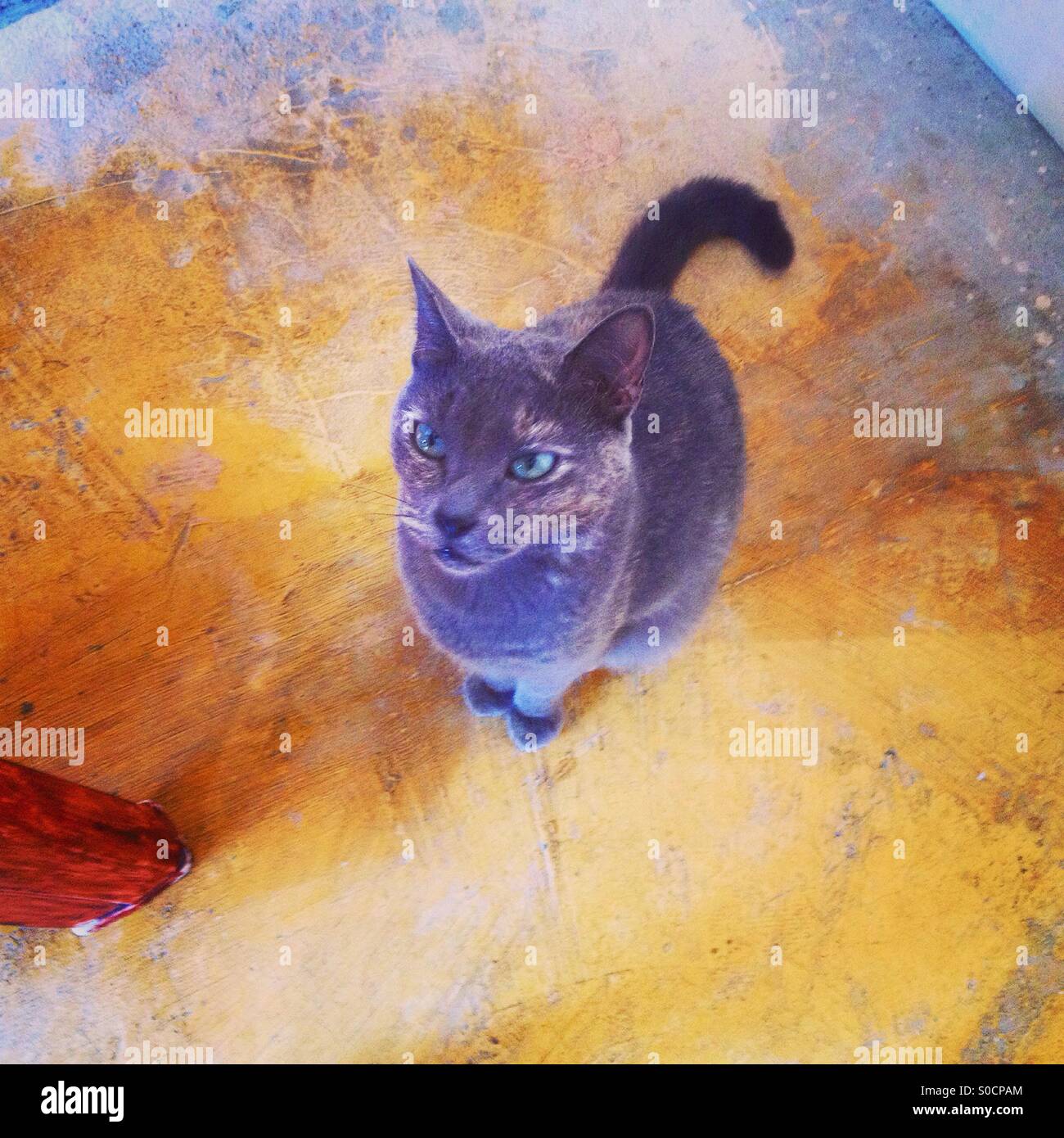 Costa Rican cat, Puerto Viejo Stock Photo Alamy