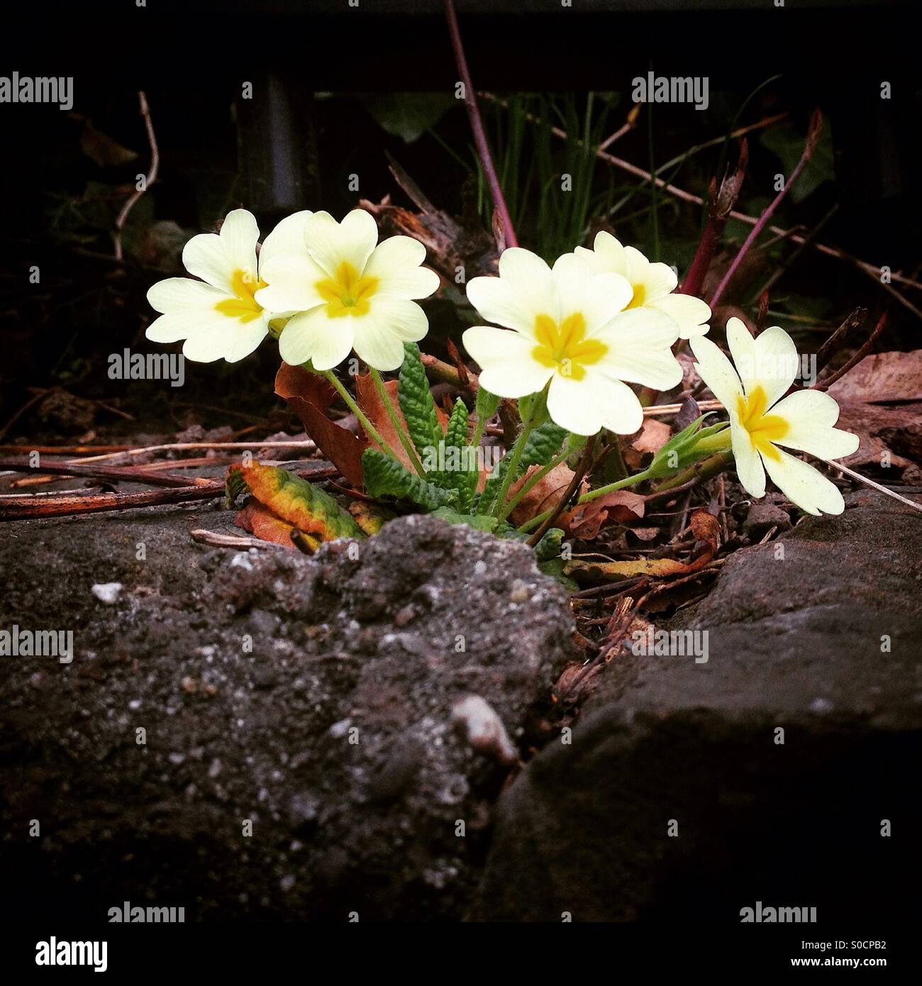 Beautiful white flowers, Geneva, Switzerland Stock Photo Alamy