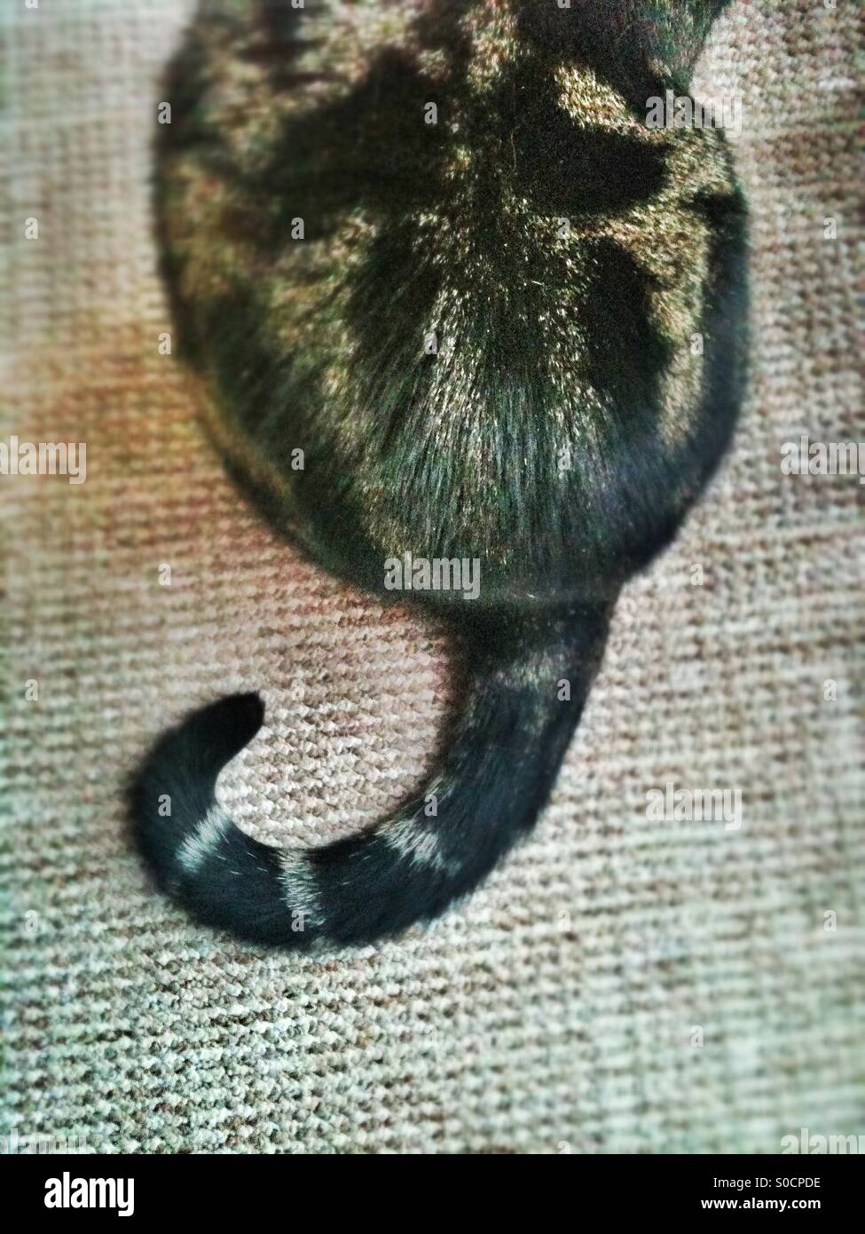 Curled cat's tail Stock Photo Alamy