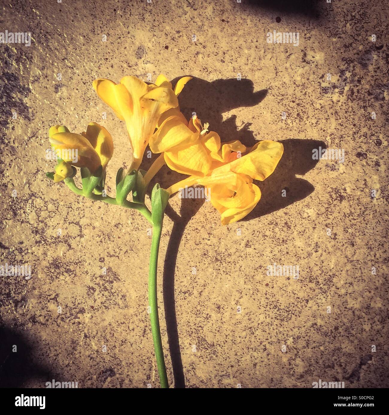 Flower - Smartphone Captured Stock Image