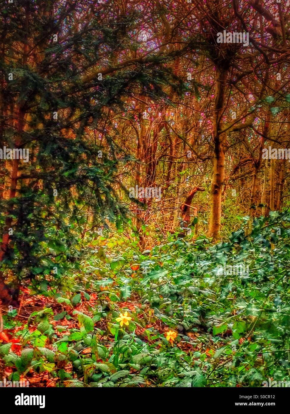 In the forest - Smartphone Captured Stock Image