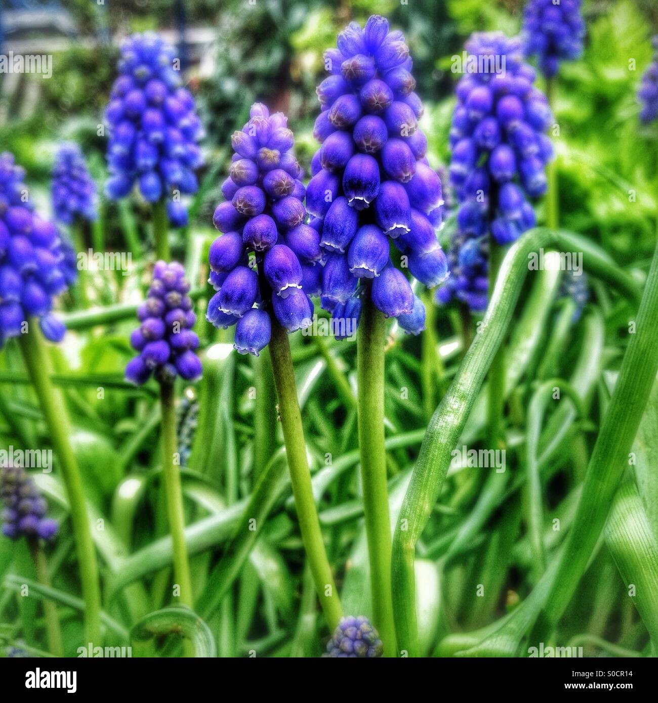 Grape Hyacinth - Smartphone Captured Stock Image