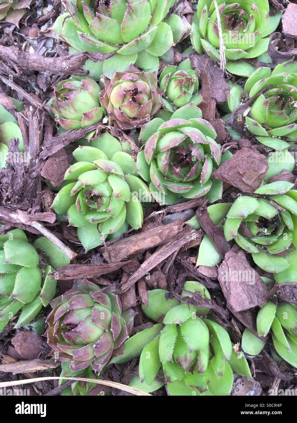 Hens and chicks succulents with mulch - Smartphone Captured Stock Image