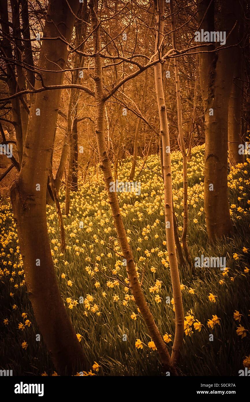 Daffodils in the forest - Smartphone Captured Stock Image