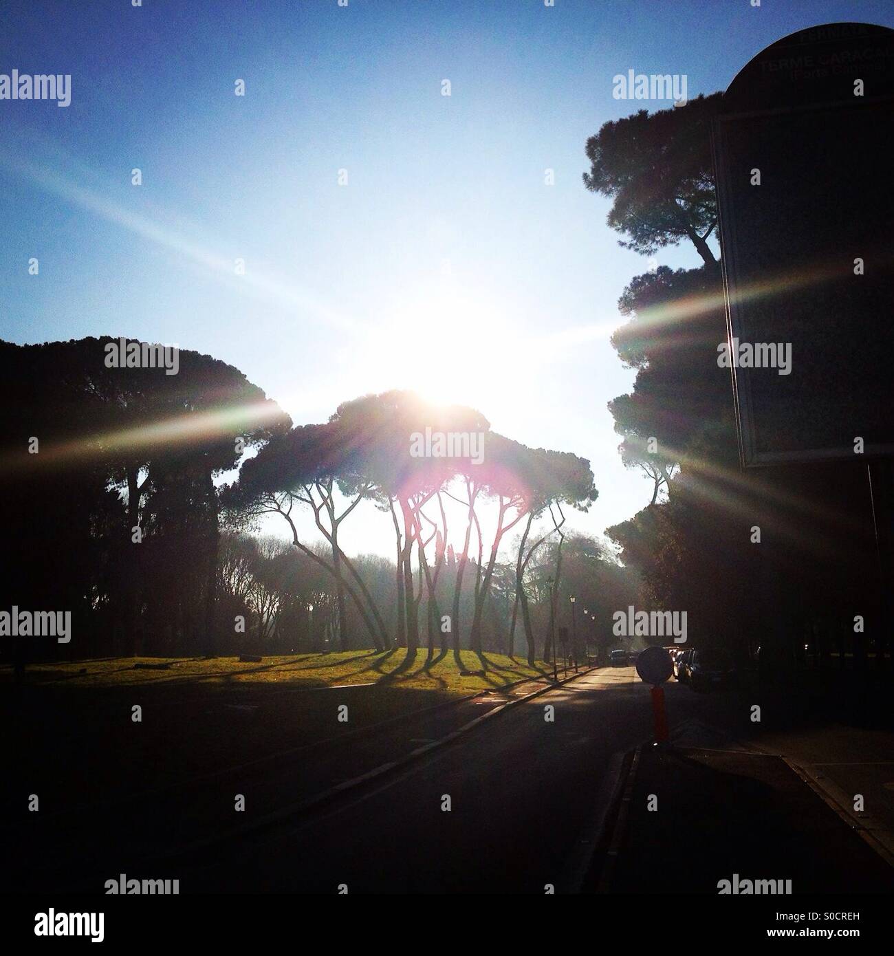 Sun rays through the pine trees. Stock Photo