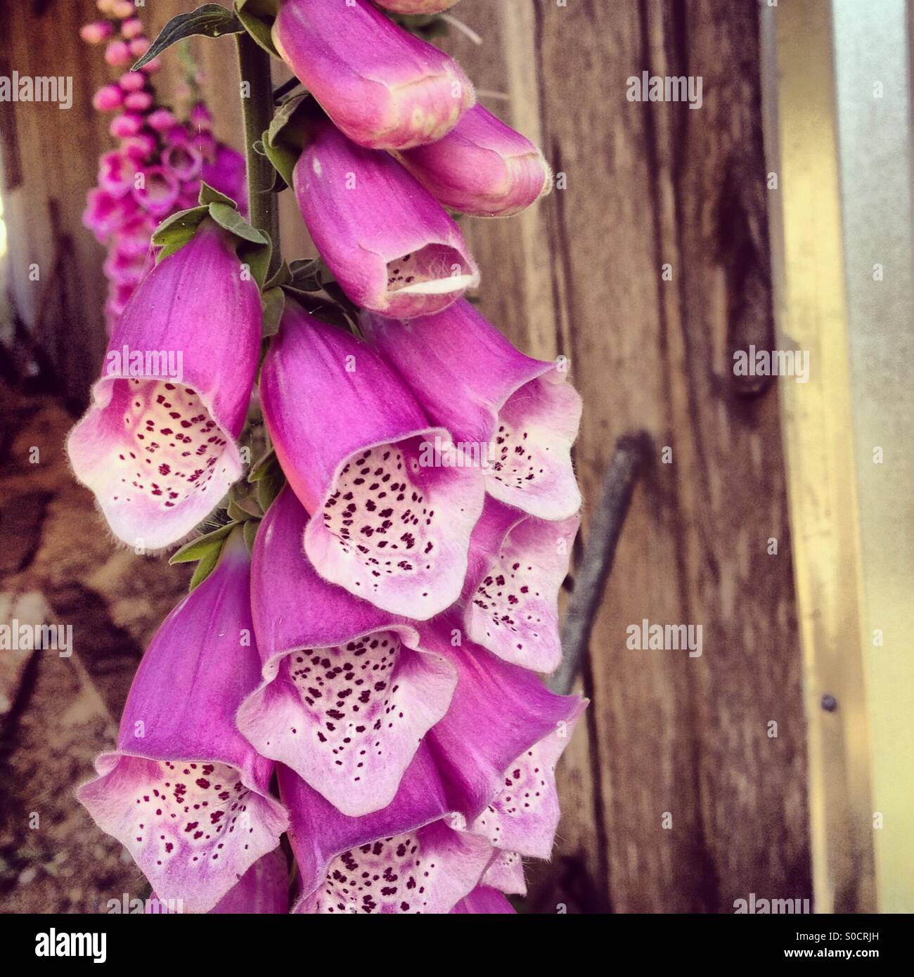 Pink Foxgloves Stock Photo Alamy