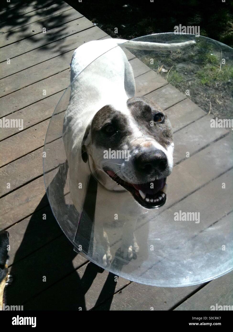 Cone of shame for happy dog Stock Photo Alamy