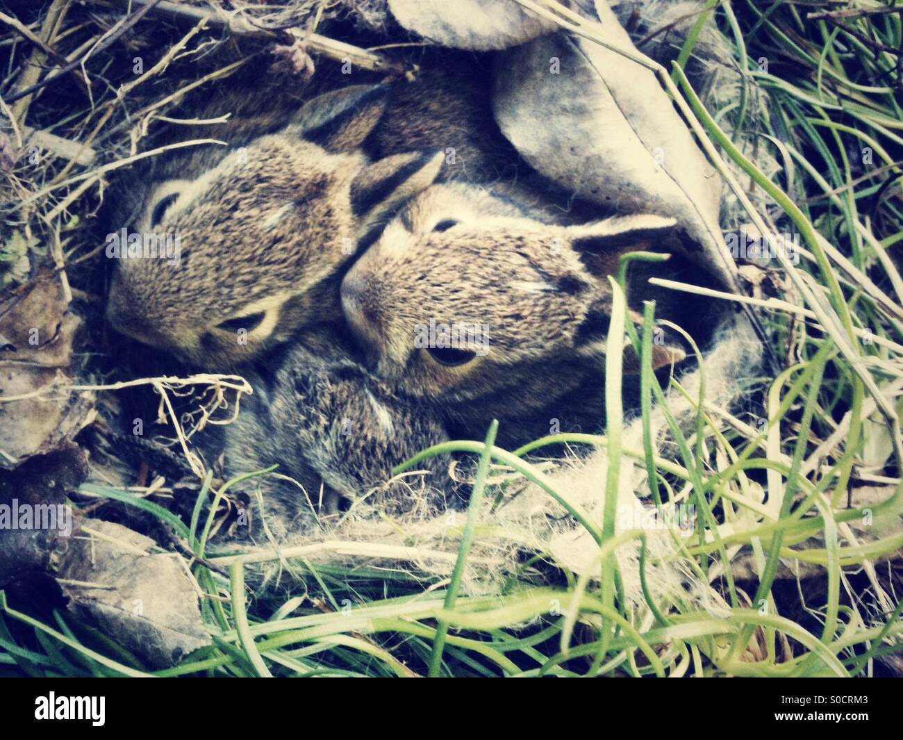 Baby bunnies hires stock photography and images Alamy