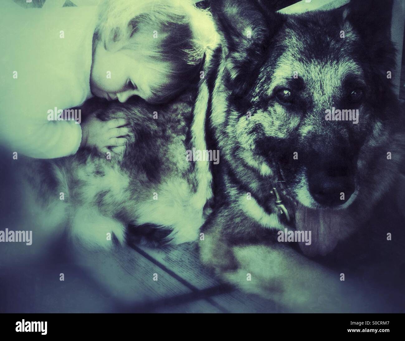Toddler ready for nap on a back of a huge german shepherd - Smartphone Captured Stock Image