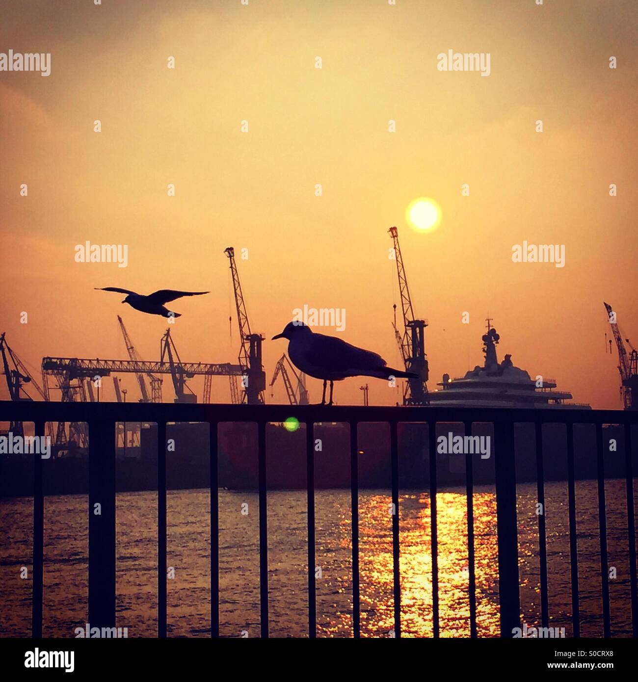 Bird silhouettes at the harbour in Hamburg Stock Photo