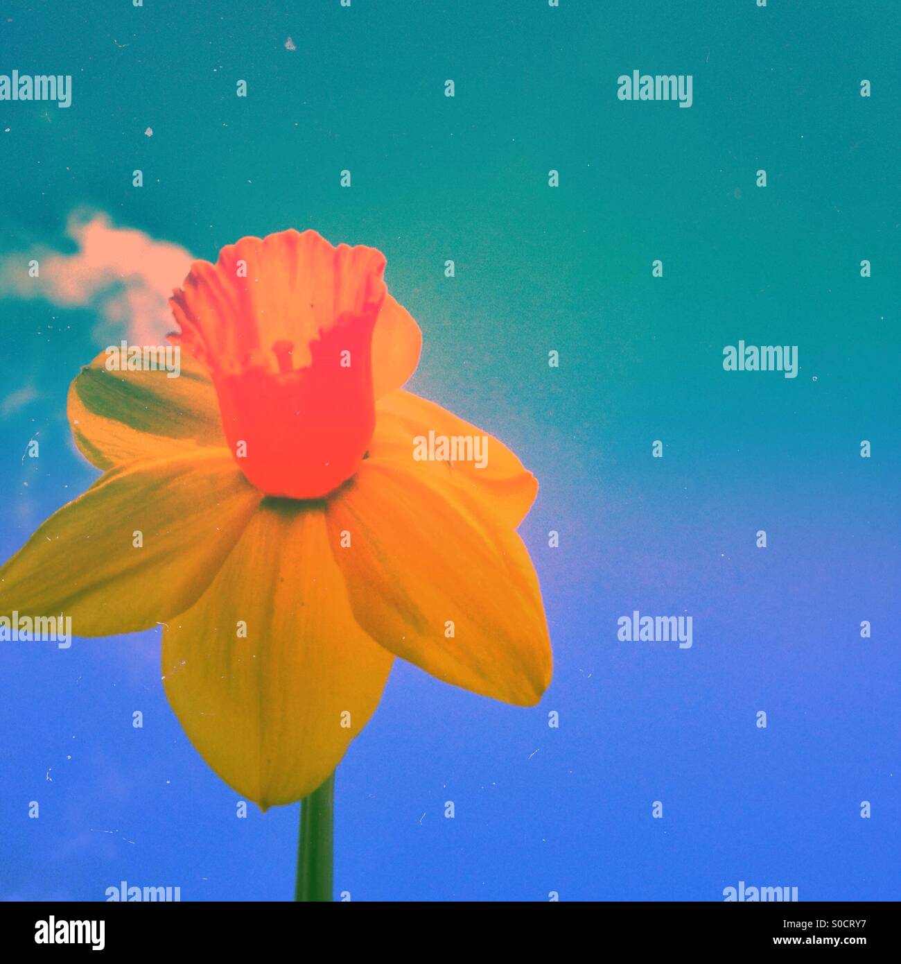 Daffodil with sky background - Smartphone Captured Stock Image