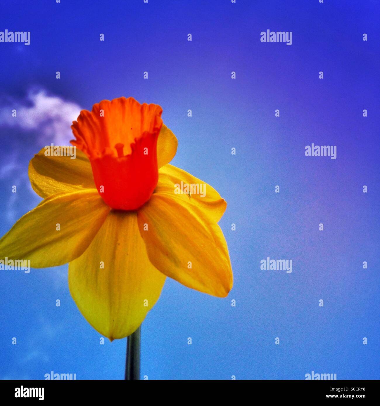Daffodil with sky background - Smartphone Captured Stock Image