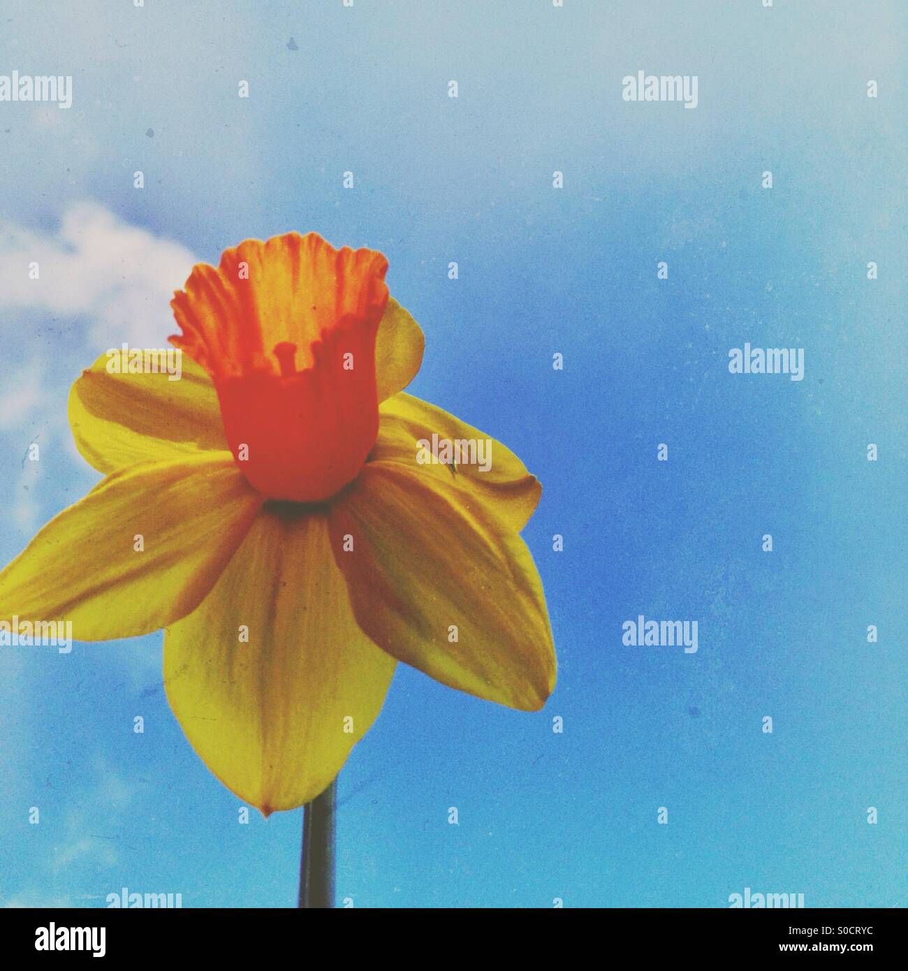 Daffodil with sky background - Smartphone Captured Stock Image