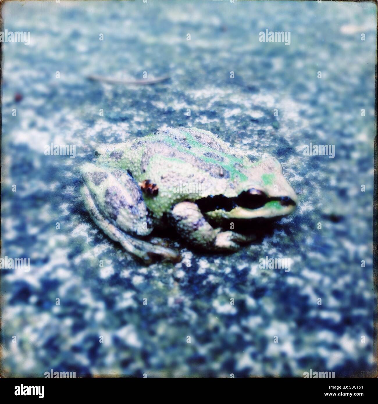 Frog on pavement Stock Photo