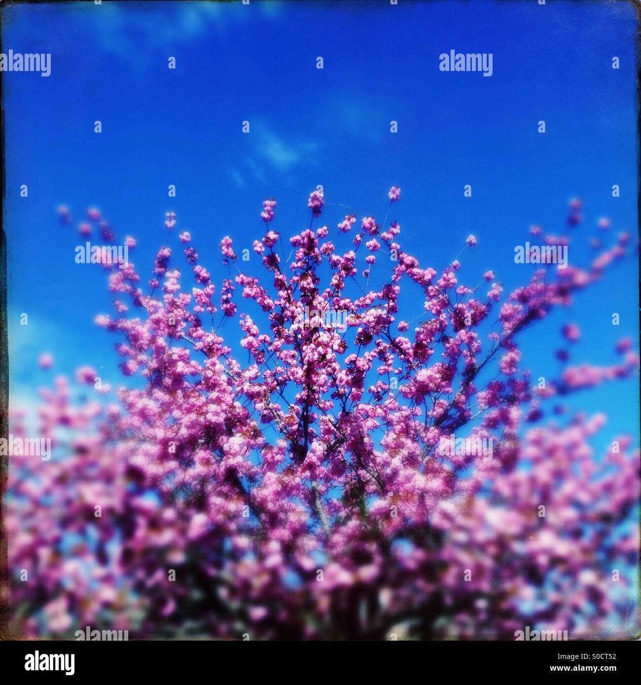 Cherry tree blue sky Stock Photo
