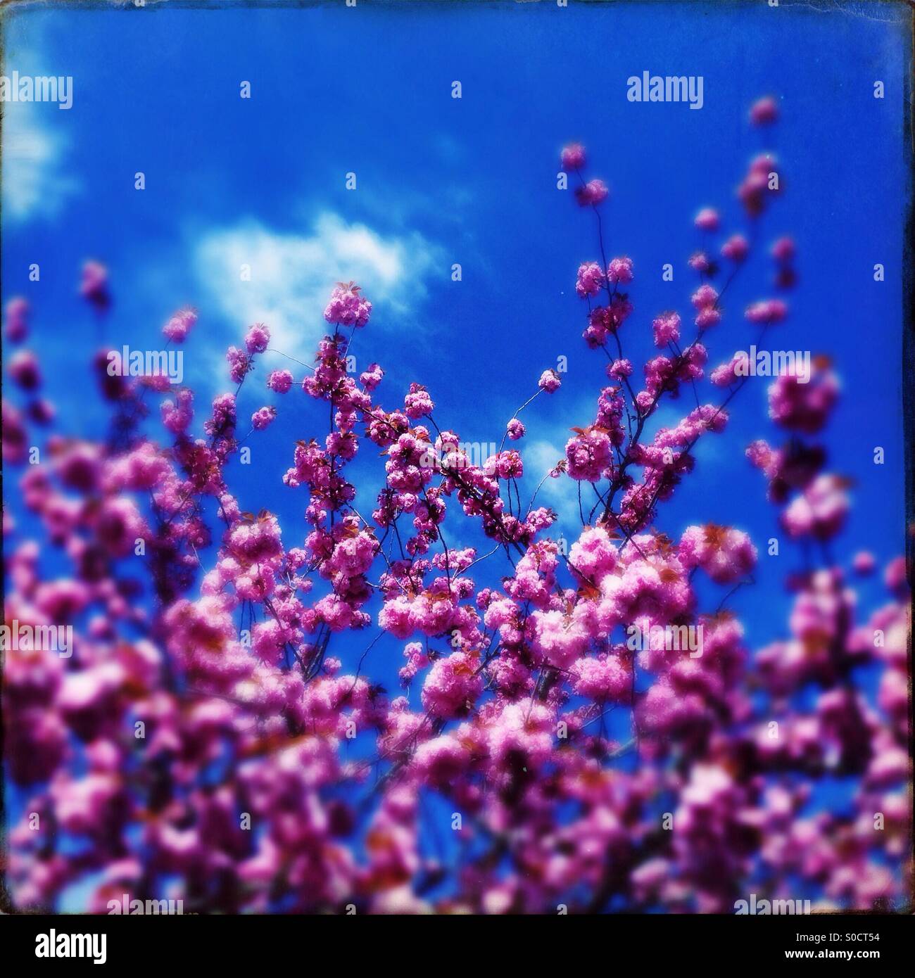 Cherry tree against blue sky Stock Photo