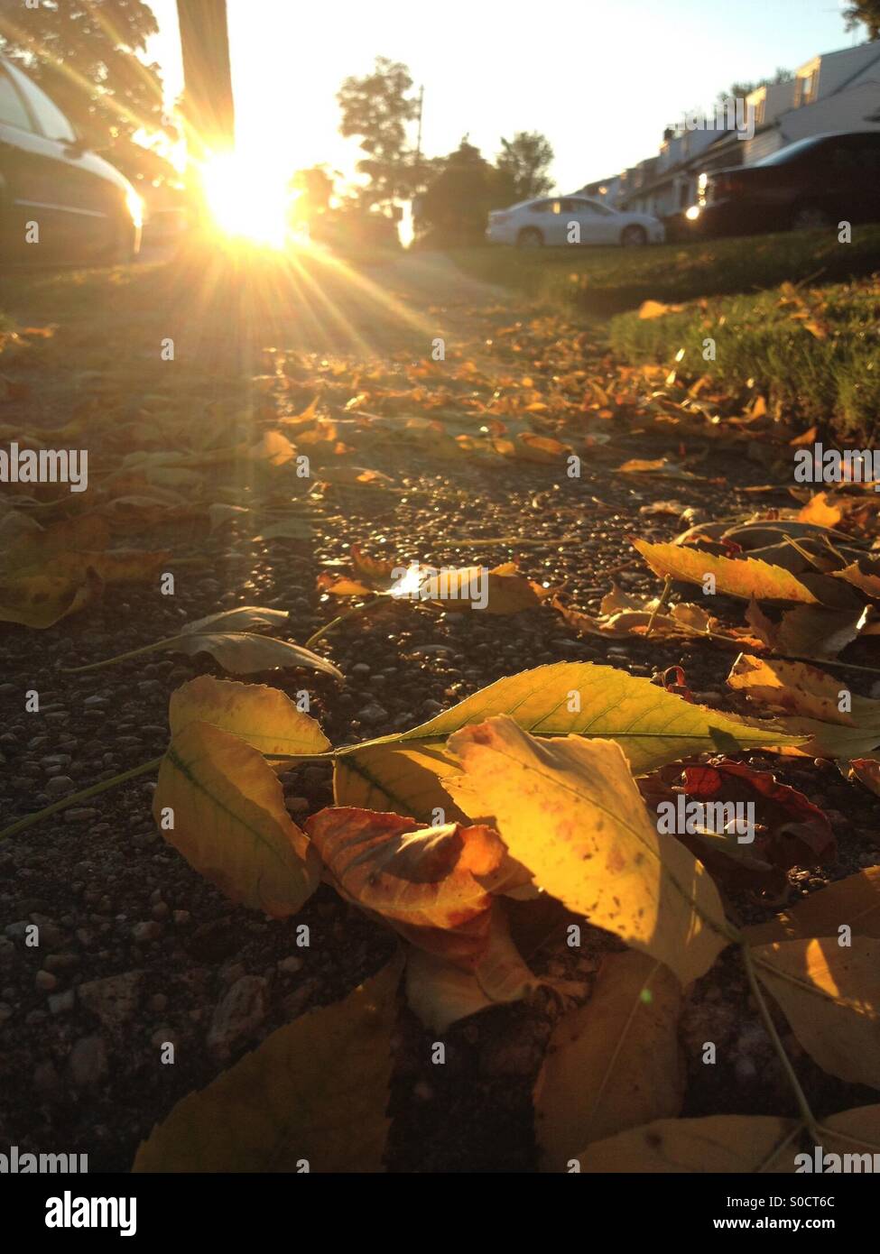 Leaves shining in the sun Stock Photo