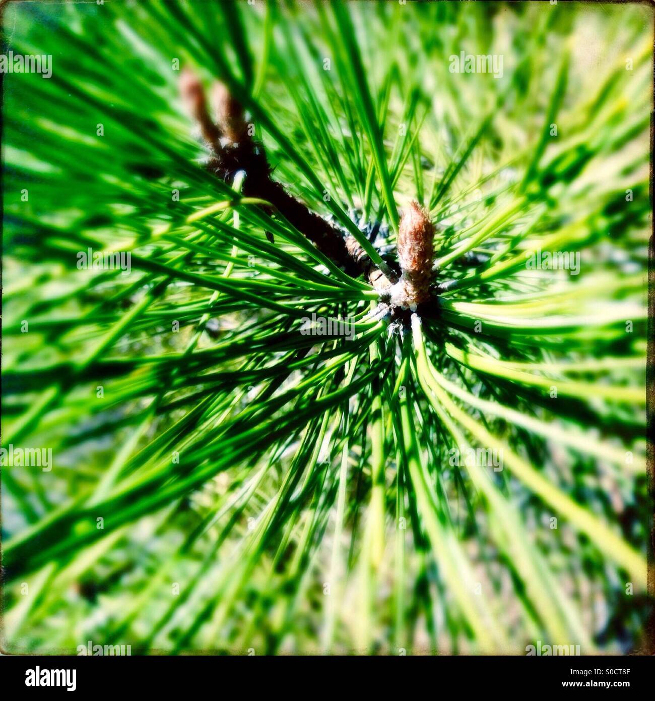 Ponderosa pine needles Stock Photo