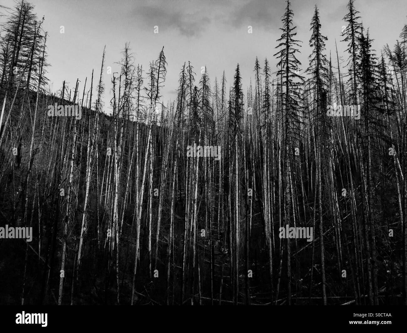 Tall trees that have survived a forest fire years ago, stand together at Myra Canyon. The evening sun shining on them creates a great visual interest. - Smartphone Captured Stock Image