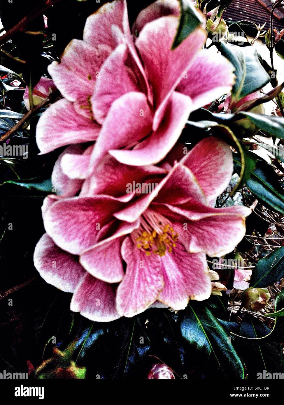 Camellia flowers on a bush Stock Photo