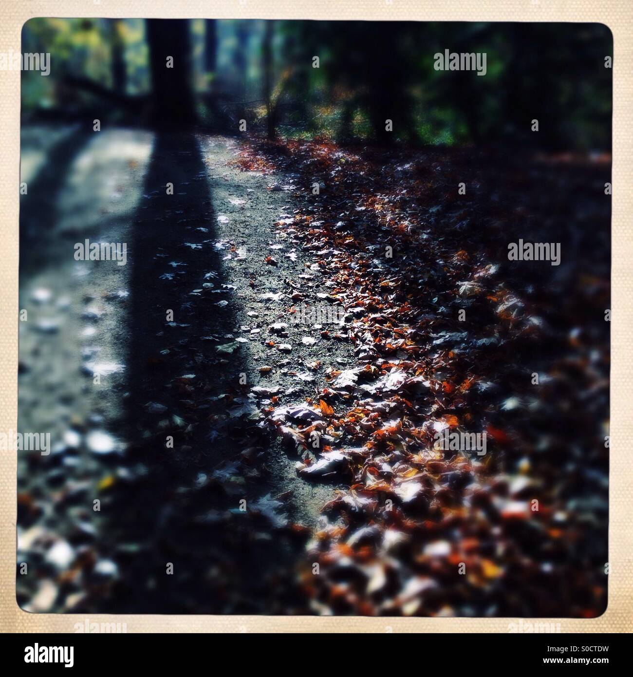 long shadows and sunlight in the woods - Smartphone Captured Stock Image