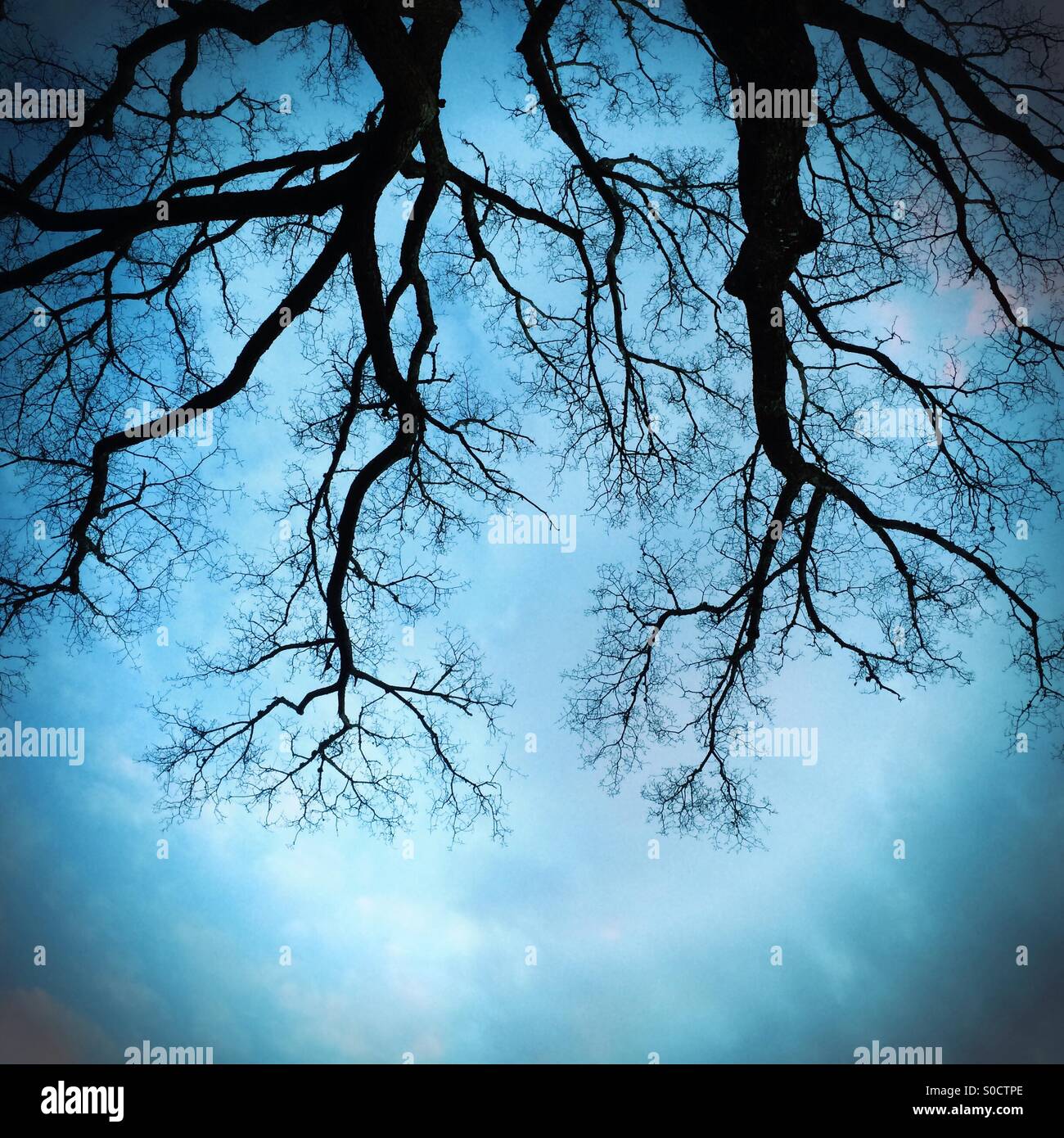 Trees against sky - Smartphone Captured Stock Image