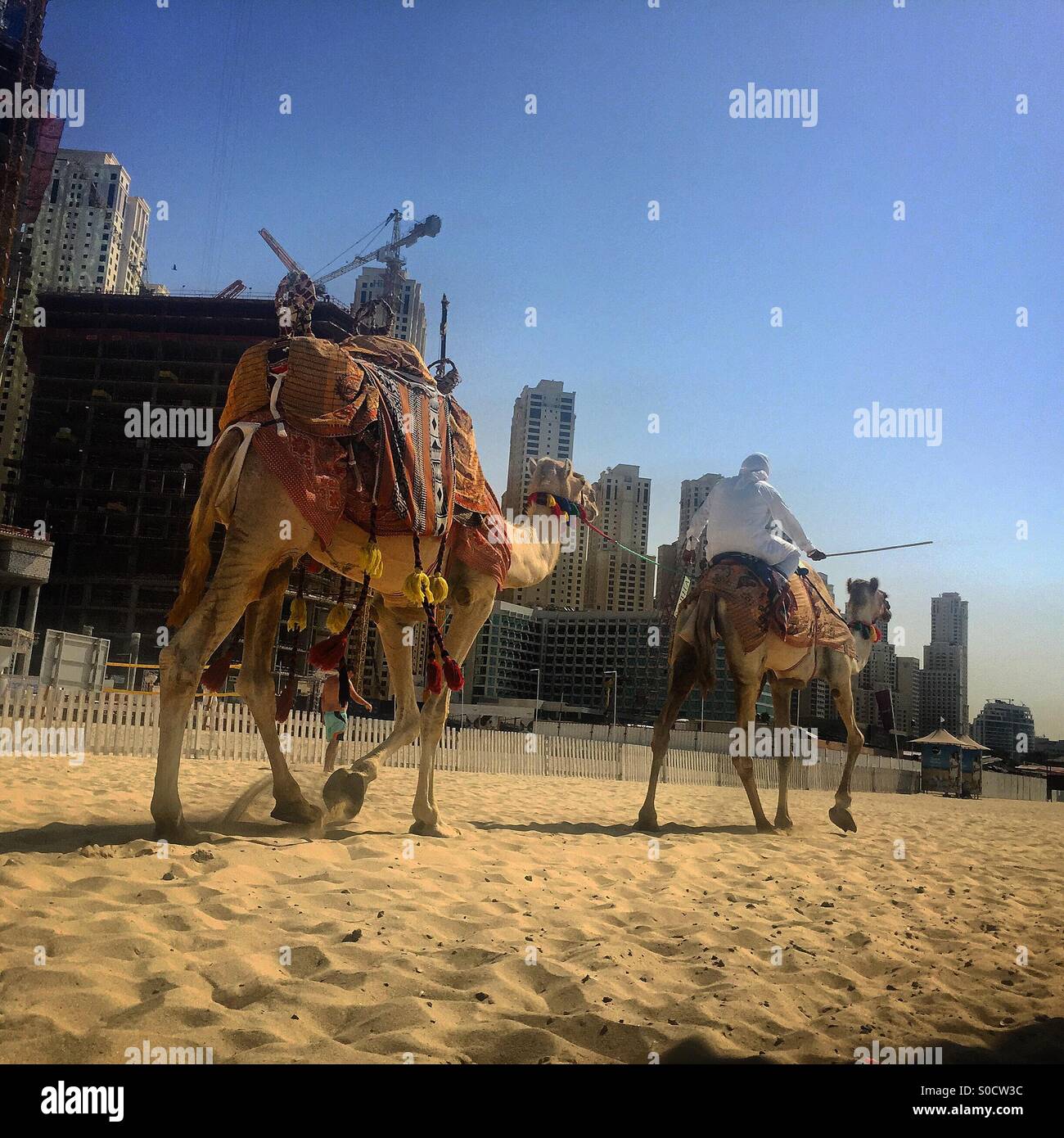 Camel, Dubai Stock Photo