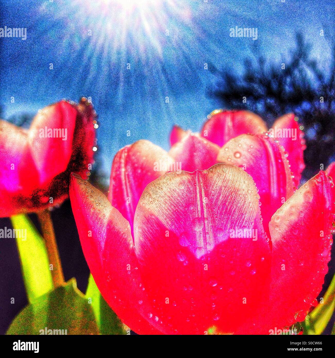 Tulips and Sun - Smartphone Captured Stock Image