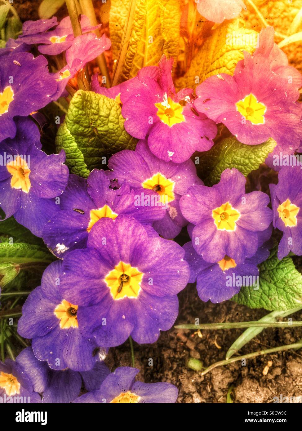 Garden primulas - Smartphone Captured Stock Image