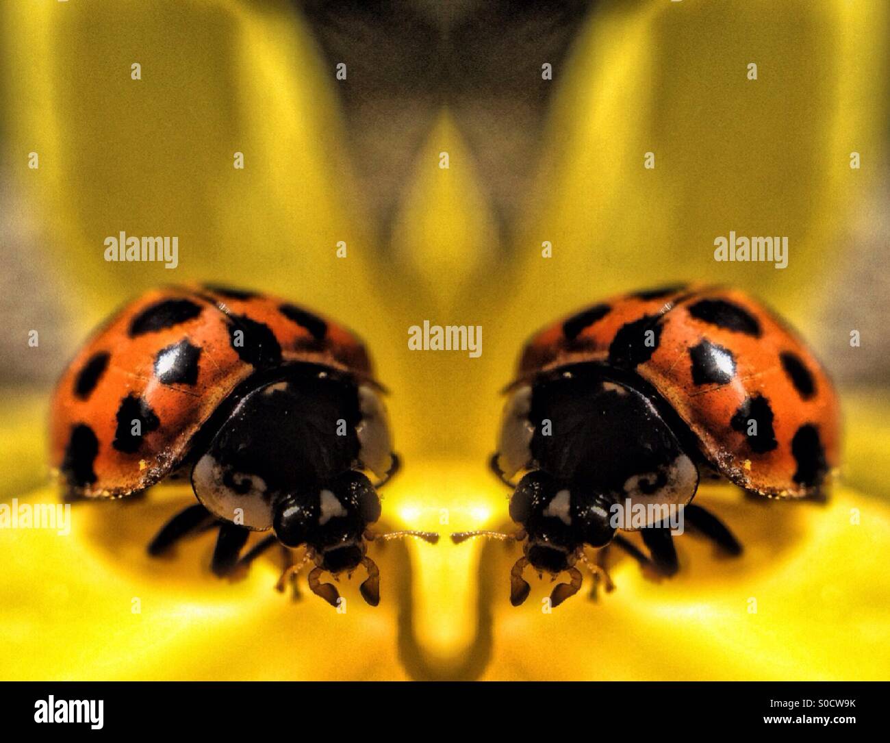 Symmetrical image of a ladybird - Smartphone Captured Stock Image